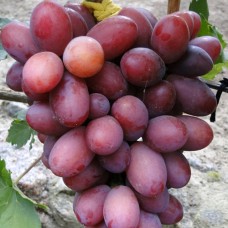 Cаджанці винограду Фаєтон (черенкований) - 1-річний