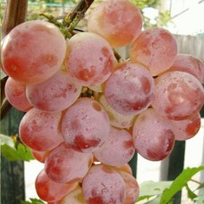 Cаджанці винограду Фламінго (черенкований) - 1-річний
