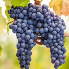 Cаджанці винограду Фронтіньяк (черенкований) - 1-річний