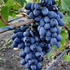 Cаджанці винограду Фурор (черенкований) - 1-річний