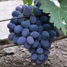 Cаджанці винограду Фуршет (черенкований) - 1-річний