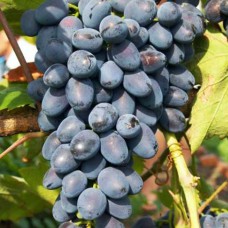 Cаджанці винограду Фуршетный (черенкований) - 1-річний