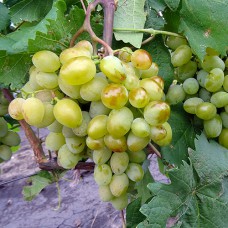 Cаджанці винограду Галахад (черенкований) - 1-річний