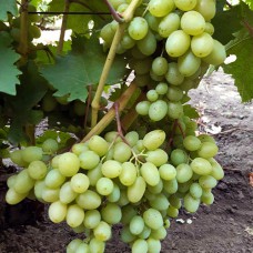 Cаджанці винограду Гарольд (черенкований) - 1-річний