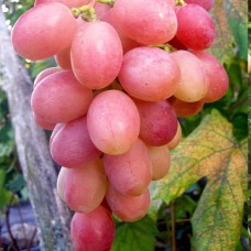 Cаджанці винограду Гурман Лакомка (черенкований) - 1-річний