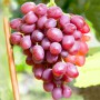 Саженцы винограда Гурман Радужный (черенкованный) - 2-летний