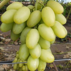 Cаджанці винограду Ілларія (черенкований) - 1-річний