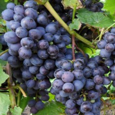 Cаджанці винограду Ілля Муромець (черенкований) - 1-річний