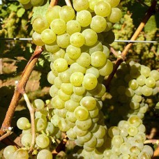 Cаджанці винограду Йоханітер (черенкований) - 1-річний