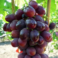 Cаджанці винограду Ірен (черенкований) - 1-річний