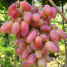 Cаджанці винограду Юліан (черенкований) - 1-річний