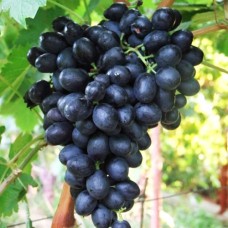 Cаджанці винограду Іванка (черенкований) - 1-річний