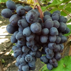 Cаджанці винограду Ізюмський Мускат (черенкований) - 1-річний