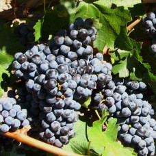 Cаджанці винограду Кабарне (черенкований) - 1-річний