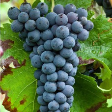 Cаджанці винограду Каберне Кортіс (черенкований) - 1-річний