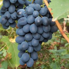 Cаджанці винограду Карат (черенкований) - 1-річний