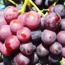 Cаджанці винограду Кардинал (черенкований) - 1-річний