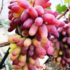 Cаджанці винограду Карнавал (черенкований) - 1-річний