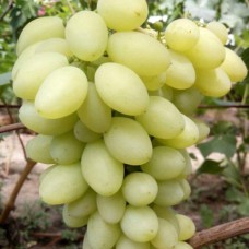 Cаджанці винограду Кашеміровий Туман (черенкований) - 1-річний