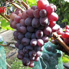 Cаджанці винограду Казка (черенкований) - 1-річний
