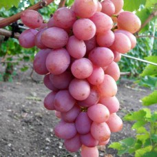 Cаджанці винограду Хамелеон (черенкований) - 1-річний