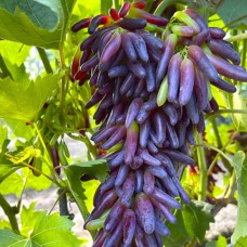 Cаджанці винограду Хелловін (черенкований) - 1-річний