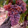 Cаджанці винограду Кінг Рубі (черенкований) - 2-річний
