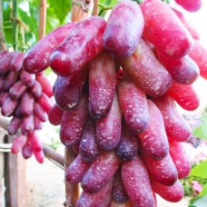 Cаджанці винограду Клаудіо Кардінале (черенкований) - 1-річний