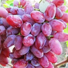 Cаджанці винограду Клеопатра (черенкований) - 1-річний