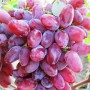Cаджанці винограду Клеопатра (черенкований) - 2-річний