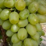 Cаджанці винограду Княгиня Ольга (черенкований) - 2-річний