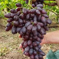 Cаджанці винограду Князь Трубецький (черенкований) - 1-річний