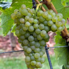 Cаджанці винограду Коломбар (черенкований) - 1-річний