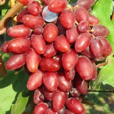 Cаджанці винограду Коронний (черенкований) - 1-річний