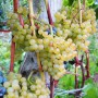 Cаджанці винограду Коринка Руська (черенкований) - 2-річний