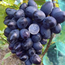 Cаджанці винограду Краса Балок (черенкований) - 1-річний
