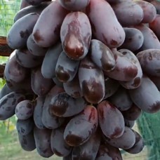 Cаджанці винограду Красава (черенкований) - 1-річний