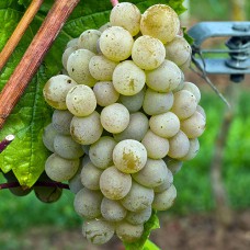 Cаджанці винограду Кристал (черенкований) - 1-річний