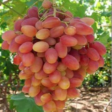 Cаджанці винограду Ксенія (черенкований) - 1-річний