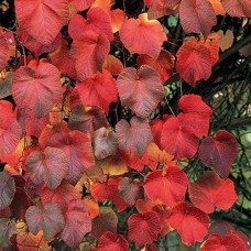 Cаджанці винограду Куанье (черенкований) - 1-річний