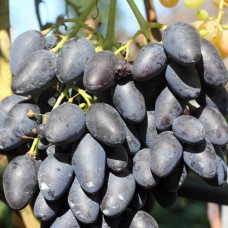 Cаджанці винограду Квартет (черенкований) - 1-річний