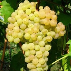 Cаджанці винограду Кишмиш 342 (черенкований) - 1-річний