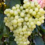 Cаджанці винограду Кишмиш Валентино (черенкований) - 2-річний