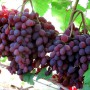 Cаджанці винограду Кишмиш Запорізький (черенкований) - 2-річний