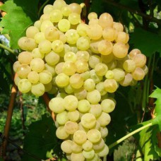 Cаджанці винограду Кишмиш Золотистий №342 (черенкований) - 1-річний