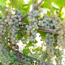 Cаджанці винограду Ла Креснт (черенкований) - 1-річний