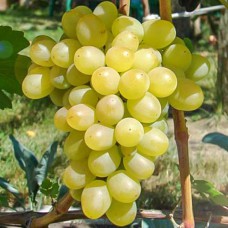 Cаджанці винограду Ладанний (черенкований) - 1-річний
