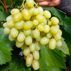 Cаджанці винограду Ландиш (черенкований) - 1-річний