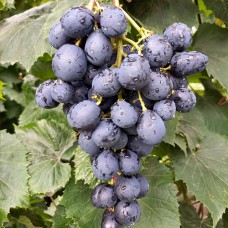 Cаджанці винограду Ласточка (черенкований) - 1-річний