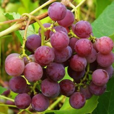 Cаджанці винограду Лідія (черенкований) - 1-річний